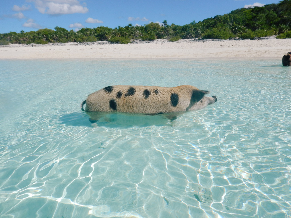 Top Travel Destinations | Swimming Pigs| Swimming with Pigs in The Exumas | Staniel Cay | Traveling to The Exumas, Bahamas | Guide to Exumas, Bahamas | elanaloo.com