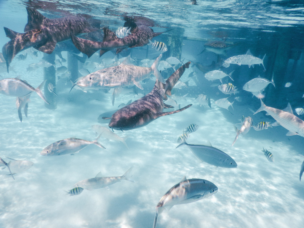 Top Travel Destinations | Swimming with Sharks in The Exumas | Staniel Cay | Traveling to The Exumas, Bahamas | Guide to Exumas, Bahamas | elanaloo.com