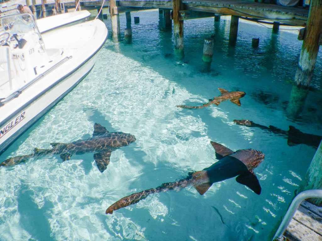 Top Travel Destinations | Swimming with Sharks in The Exumas | Staniel Cay | Traveling to The Exumas, Bahamas | Guide to Exumas, Bahamas | elanaloo.com
