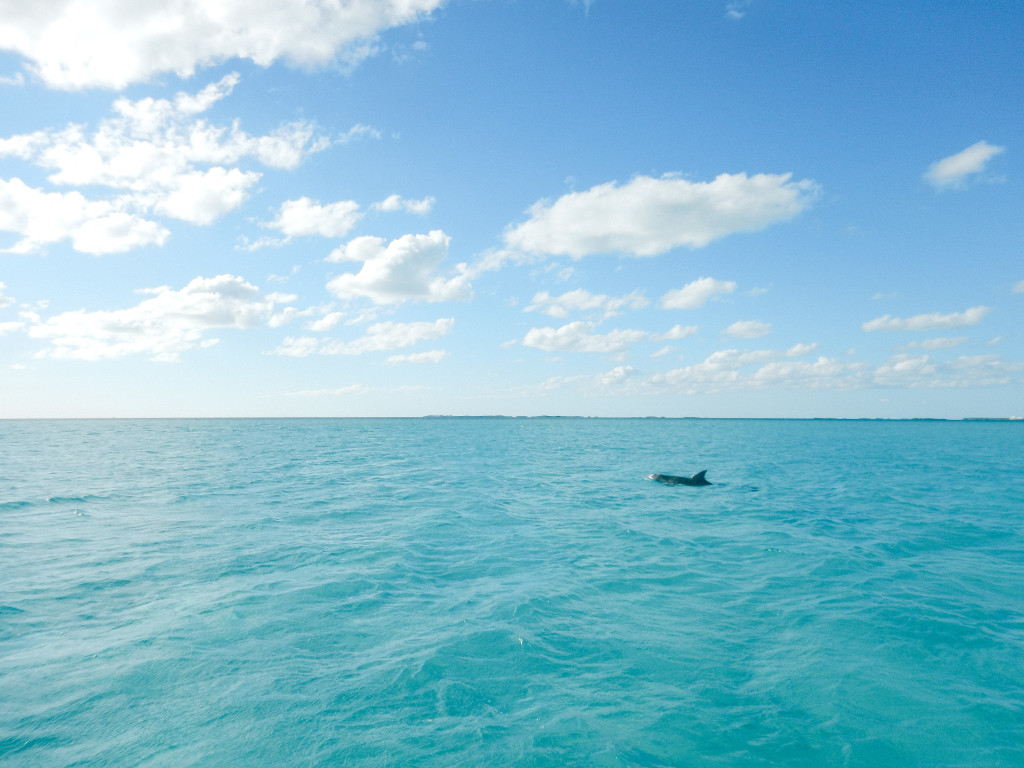 Dolphin Swimming In The Ocean | Traveling to The Exumas, Bahamas | Guide to Exumas, Bahamas | elanaloo.com