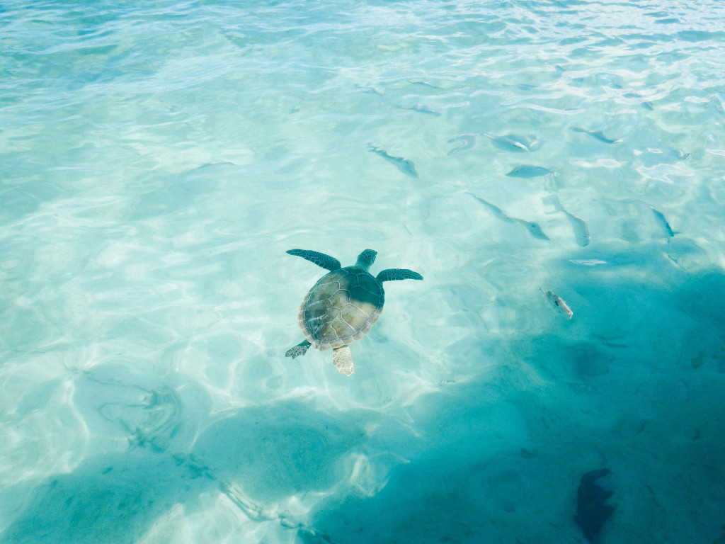 Turtle Swimming In The Ocean | Traveling to The Exumas, Bahamas | Guide to Exumas, Bahamas | elanaloo.com