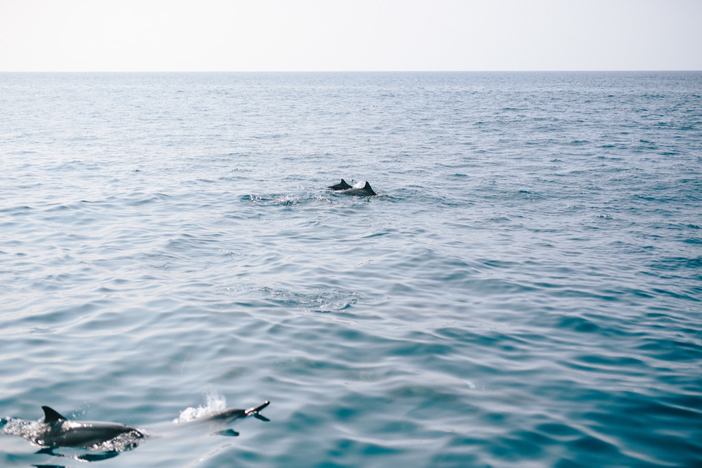 Swimming with Dolphins | Sailing on The Big Island | Honu Sail Charters | Sailing Kona Hawaii | Untraditional Holiday Celebrating | Sailing for Christmas | elanaloo.com