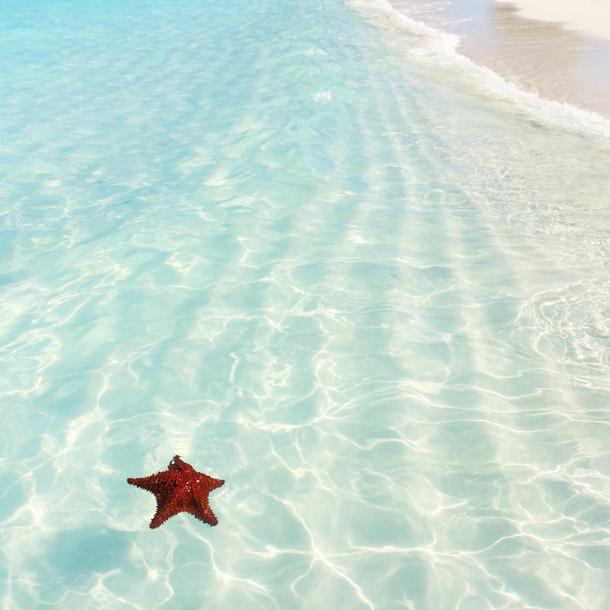 Starfish | Perfect Beach Photo | Traveling to The Exumas, Bahamas | Guide to Exumas, Bahamas | elanaloo.com