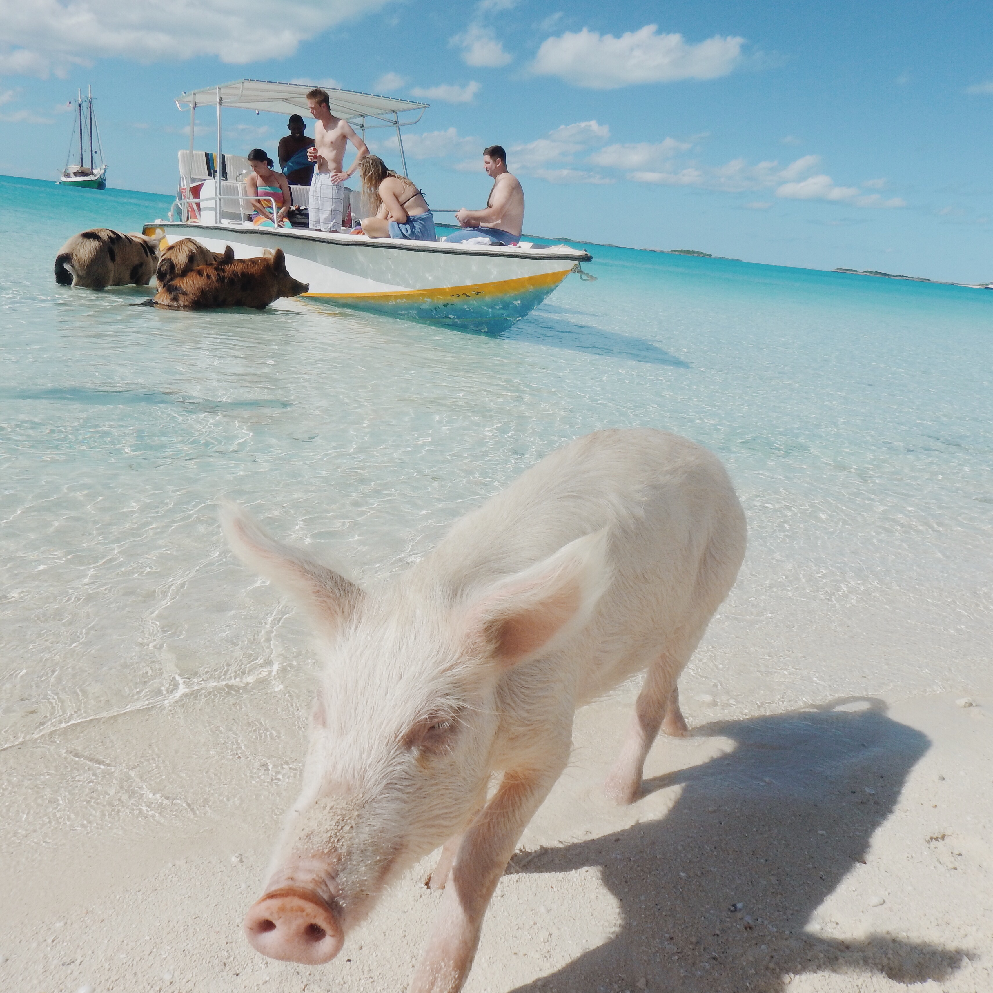 Top Travel Destinations | Bucketlist Vacation| Swimming Pigs| Swimming with Pigs in The Exumas | Staniel Cay | Traveling to The Exumas, Bahamas | Guide to Exumas, Bahamas | elanaloo.com