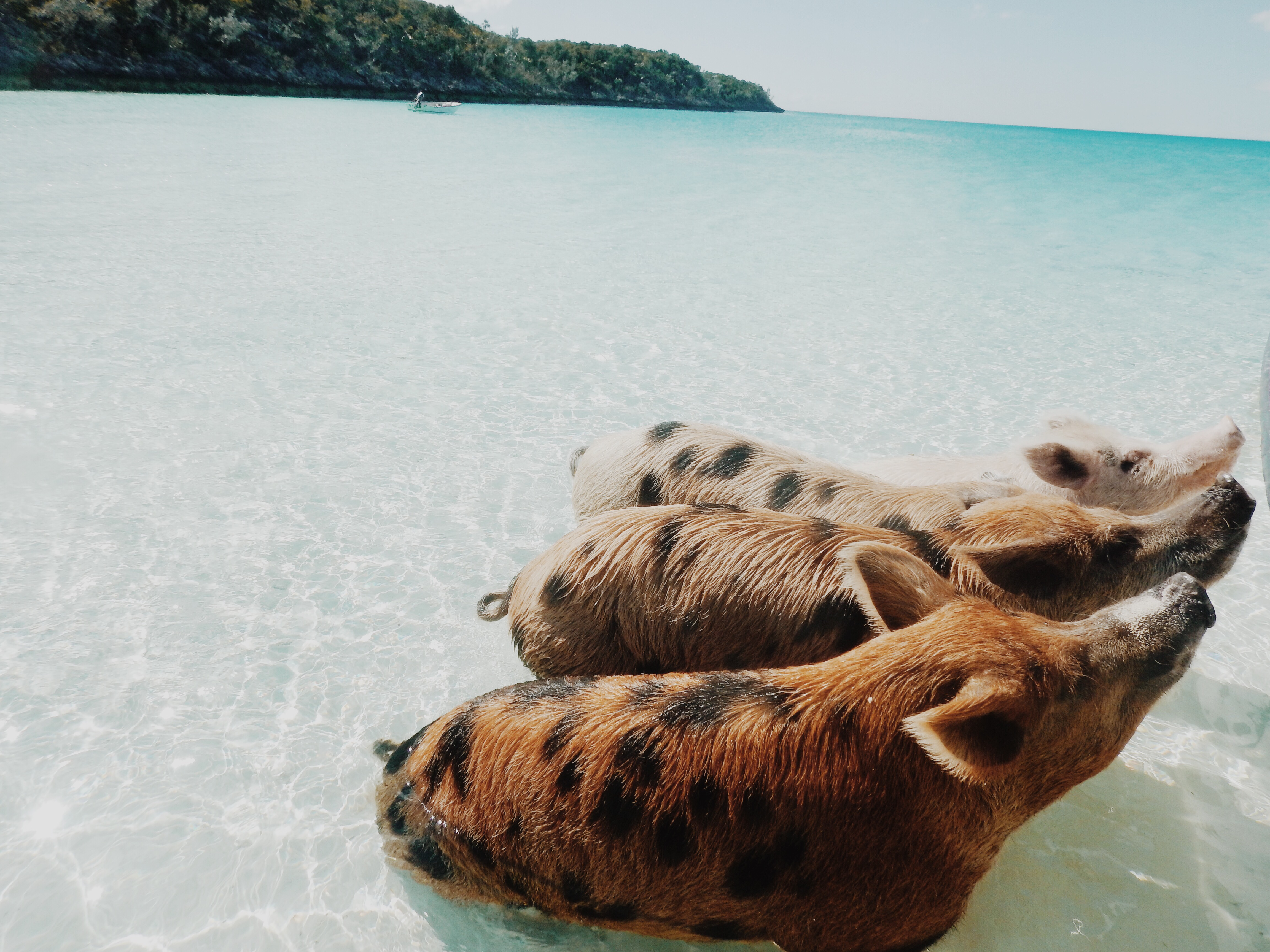 Top Travel Destinations | Bucketlist Vacation| Swimming Pigs| Swimming with Pigs in The Exumas | Staniel Cay | Traveling to The Exumas, Bahamas | Guide to Exumas, Bahamas | elanaloo.com