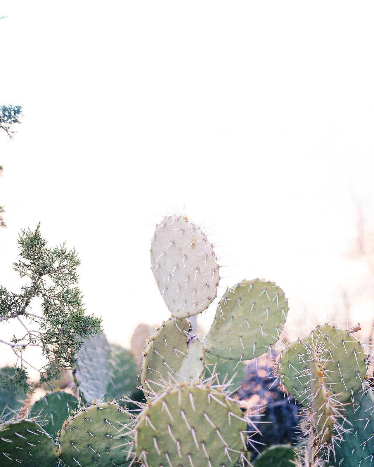 Sedona, Arizona | Landscape Photography | Cathedral Rock Hike | Things To Do In Sedona | elanaloo.com
