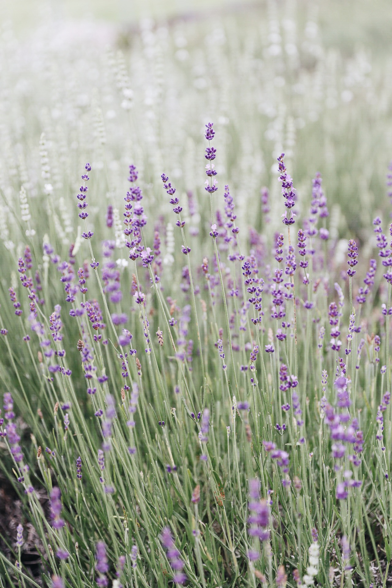 via @elanaloo + elanaloo.com | visiting a lavendar farm | drying lavendar | exploring maine | maine in the summer | summers in maine | camden, maine | Glendarragh Lavender Farm | maine lavendar | travel blogger