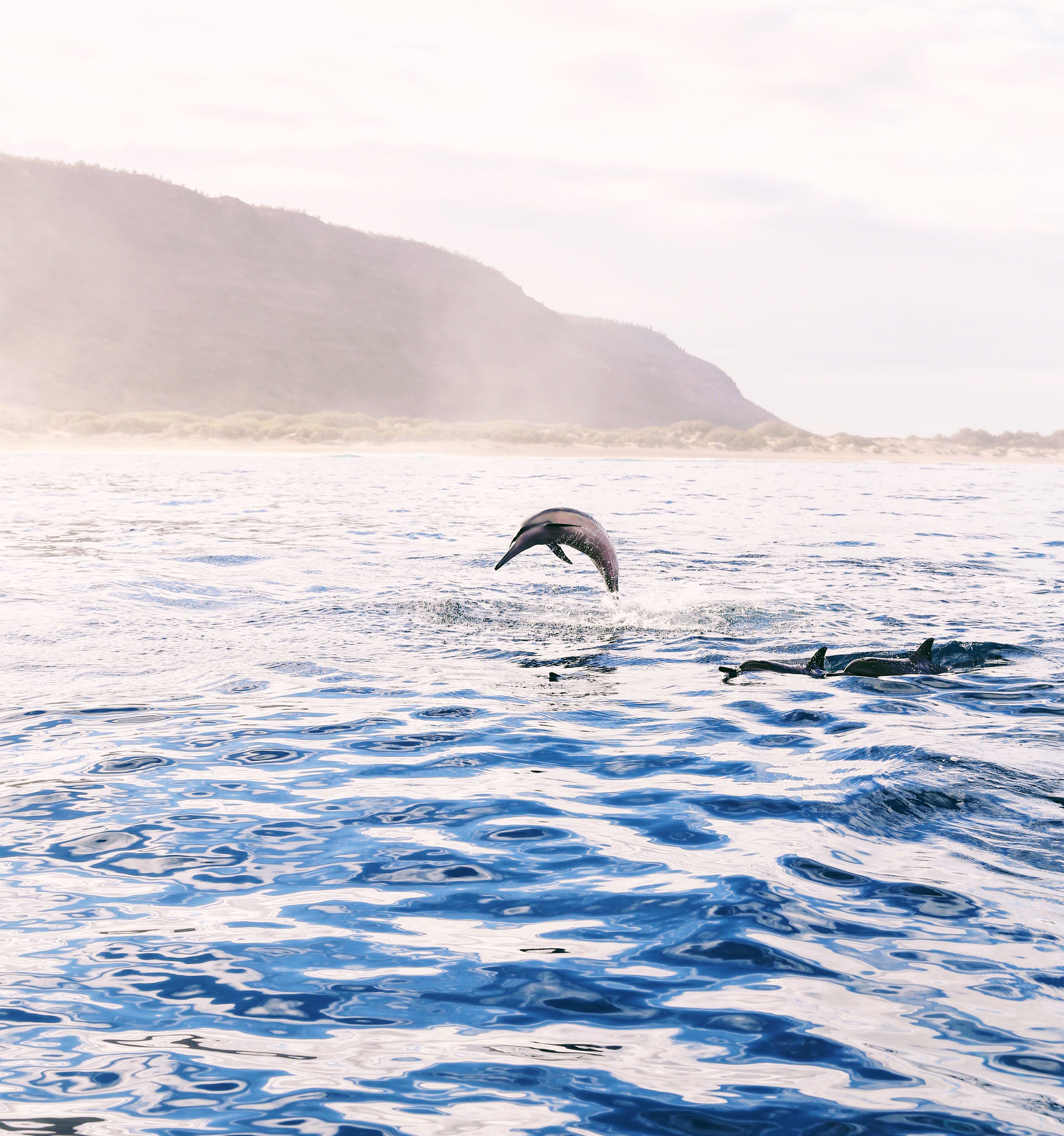 Na Pali Coast Boat Tour | Hawaiian Spinner Dolphins | Incredible Kauai Experience | Must See Places in Kauai | Go Blue Adventure | Blue Ocean Adventure Tours | Kauai Water Excursions | Best Kauai Excursions | Travel Guide to Kauai, Hawaii | Travel Tips for Kauai | Packing List for Kauai | Helpful Tips for Traveling to Kauai | Kauai Travel Guide | Hawaii Travel Guide | Why You Should Visit Hawaii | Napali Coast Boat Excursion | Activities To Do in Kauai | Best Vacation Places in the World via @elanaloo + elanaloo.com