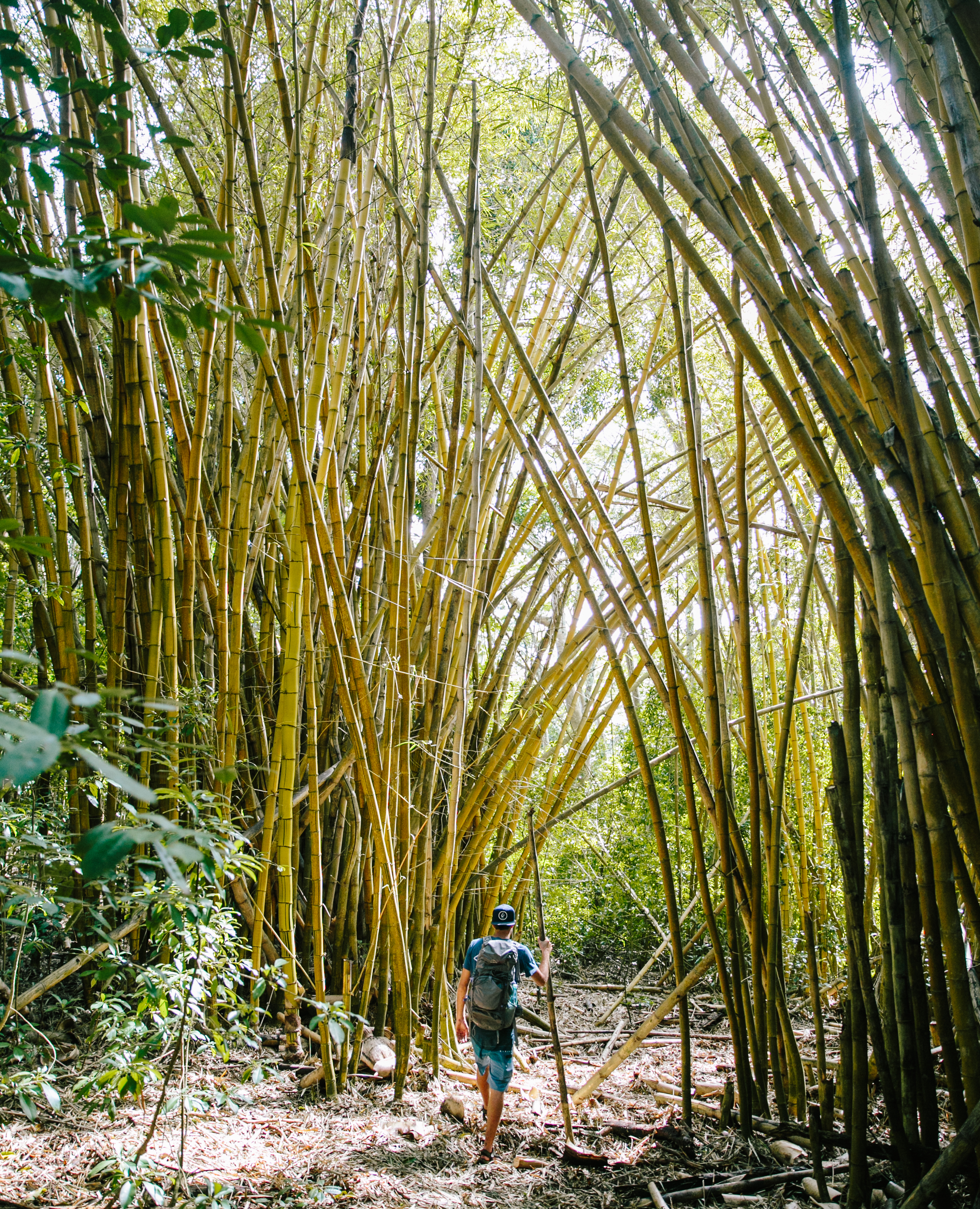 Bamboo Forest in Kauai | Travel Guide to Kauai, Hawaii | Travel Tips for Kauai | Packing List for Kauai | Helpful Tips for Traveling to Kauai | Kauai Travel Guide | Hawaii Travel Guide | Why You Should Visit Hawaii | Napali Coast Boat Excursion | Activities To Do in Kauai | Best Vacation Places in the World via @elanaloo + elanaloo.com