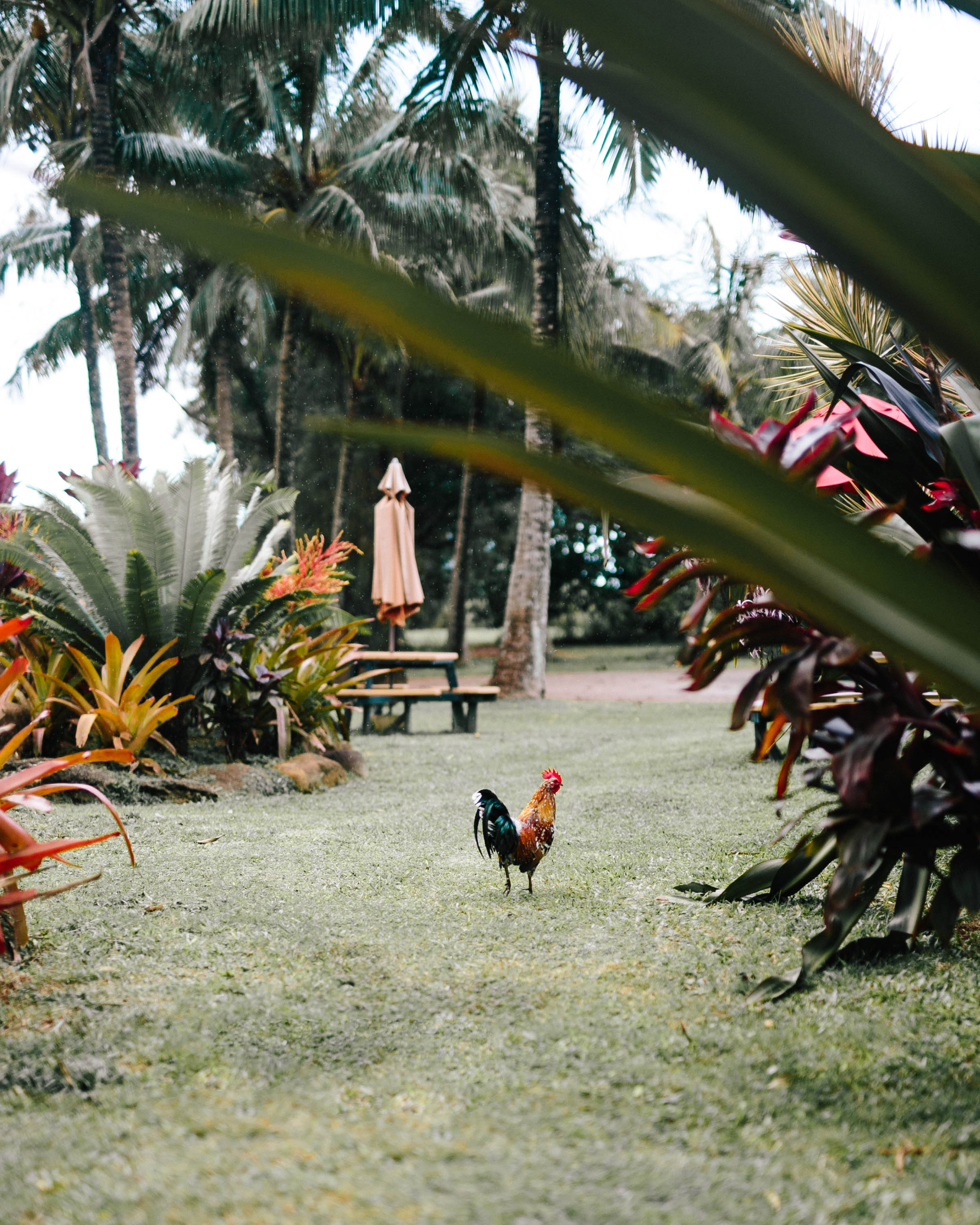 Kauai Bed + Breakfast | Places to Stay in Kauai | The Palmwood | A Curated Lodging Experience | Travel Blogger's Travel Guide to Kauai | Kauai The Chicken Island via @ elanaloo + elanaloo.com