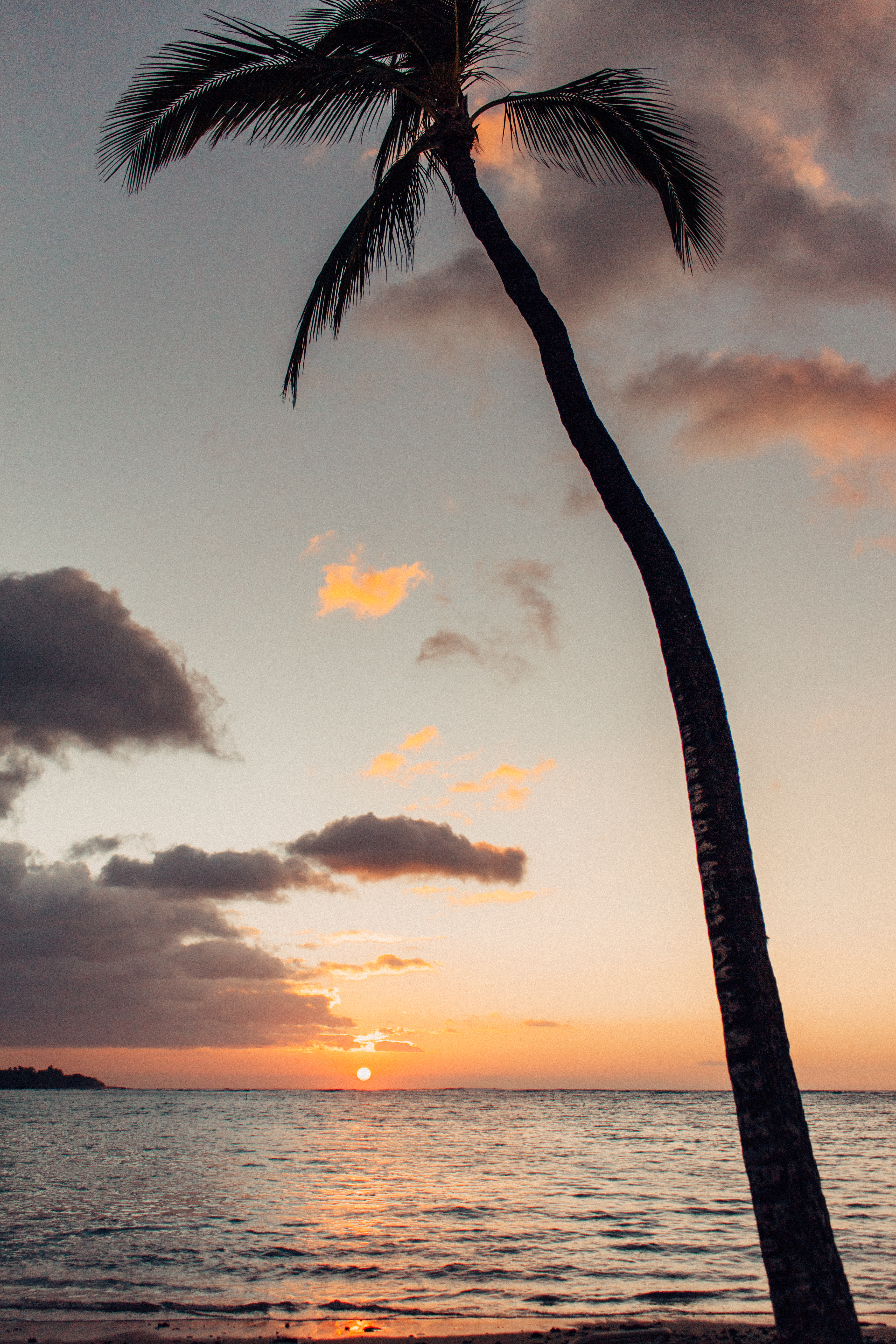 Palm Tree Sunset | Hawaii Sunset | Travel Blogger | Exploring the Big Island of Hawai'i | Experiential Blogger ElanaLoo | Experiencing 2018 | Hawaii Living | First Chapter of 2018 via @elanaloo + elanaloo.com
