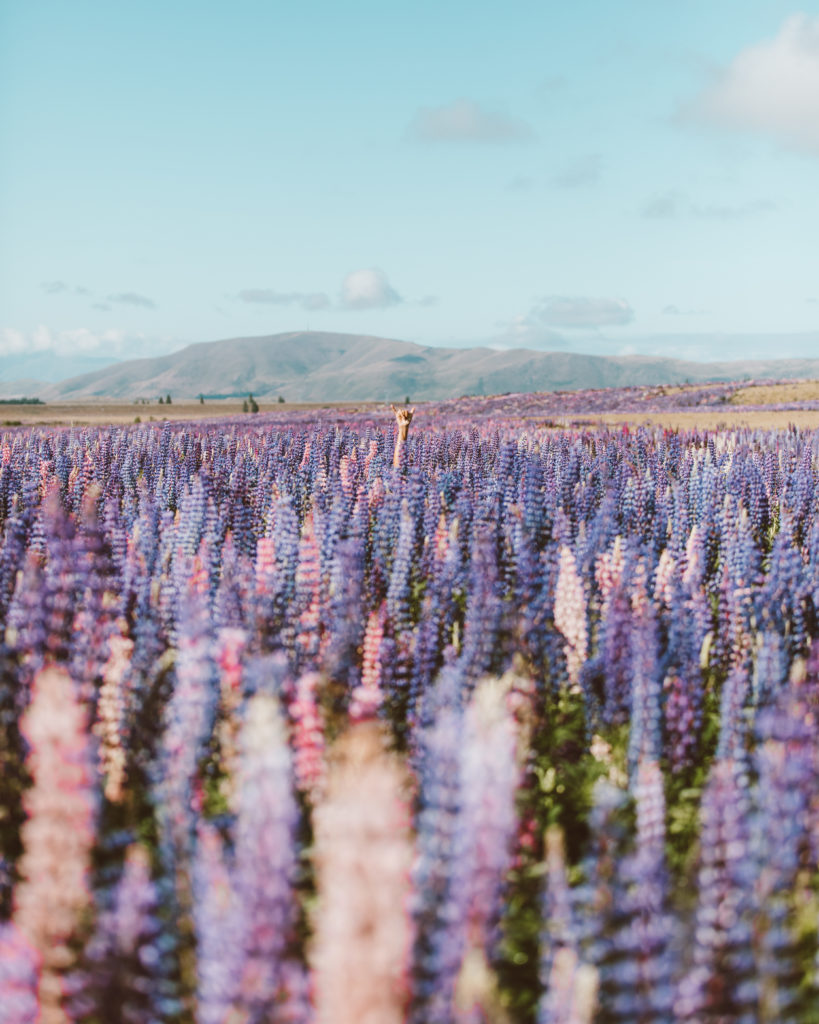 New Zealand Travel Guide | Massive field of purple flowers in spring bloom season in New Zealand, outlined by bright blue sky above the large flower field, a must-visit destination when traveling to New Zealand in spring