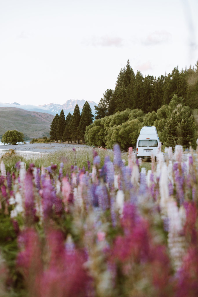 New Zealand Travel Guide | White camper van in New Zealand amidst lupins against mountain backdrop. Lupins in foreground in shades of purple, white and deep pink, during spring blooming season in New Zealand