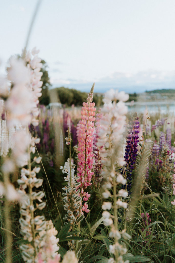 New Zealand Travel Guide | New Zealand lupins in colorful bloom near Lake Tekapo during spring travel vacation. Multiple shades of color against slightly blurred backdrop of greenery, water and blue sky